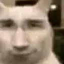 gatoerva