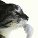 CatThink
