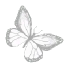 9x_butterflywhite
