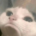 catpleading Discord emoji