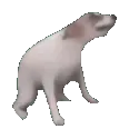Doggodance