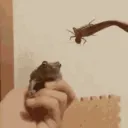 frog frog