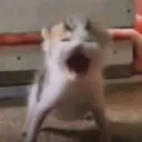 AUAUAUA AUAUAUA