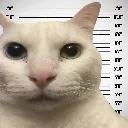 KOT