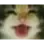 appy