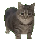 cat_oiia