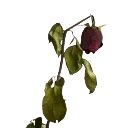 wilted_rose