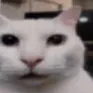 wtf