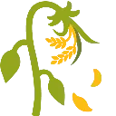wilted_rice