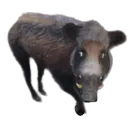 TI_Boar TI_Boar