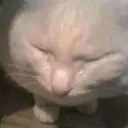 <:CatCry:1440665306497548339>