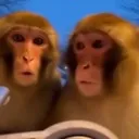 samemonkeybtw samemonkeybtw