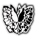 SLButterfly