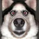 dogbruh