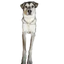 Echo12 Echo12
