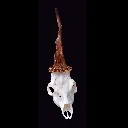 pinheadlarry