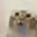 catstupid catstupid