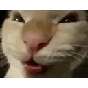 catmemehehehe