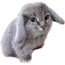 Cabbit