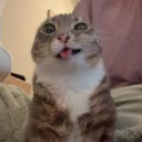 highcat Discord emoji