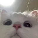 cute_stare