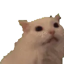catdespair catdespair