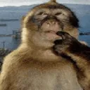 thinkmonke