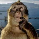ape
