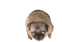 PugDance