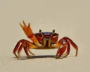 hailo_crab_wave