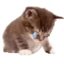 06_catkittycry