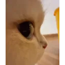 CloseUp_of_Cute_Kitten_Eye___Ado