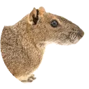 Kerodon2 Kerodon2
