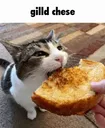 gilldchese