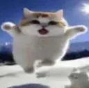 flyingcat