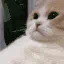 catSigh catSigh