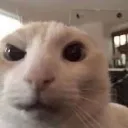 Cat_Stare