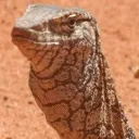lizzared