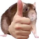 ratthumbsup ratthumbsup