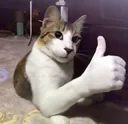 blud_cat blud_cat
