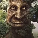 wisetree wisetree