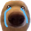 crydogsnoot