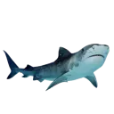 shark2
