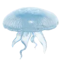 jellyfish1
