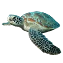 turtle1