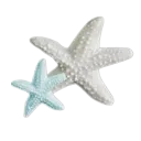 starfish
