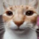 catstare