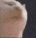 cat_vibe_explode