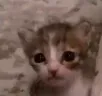 plaksa plaksa