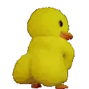 2c_aduck_shaking_it